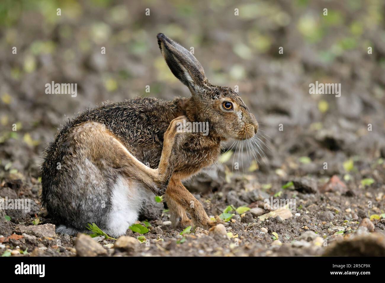 Lepre europea (Lepus europaeus) in un campo, fauna selvatica, Burgenland, Austria Foto Stock