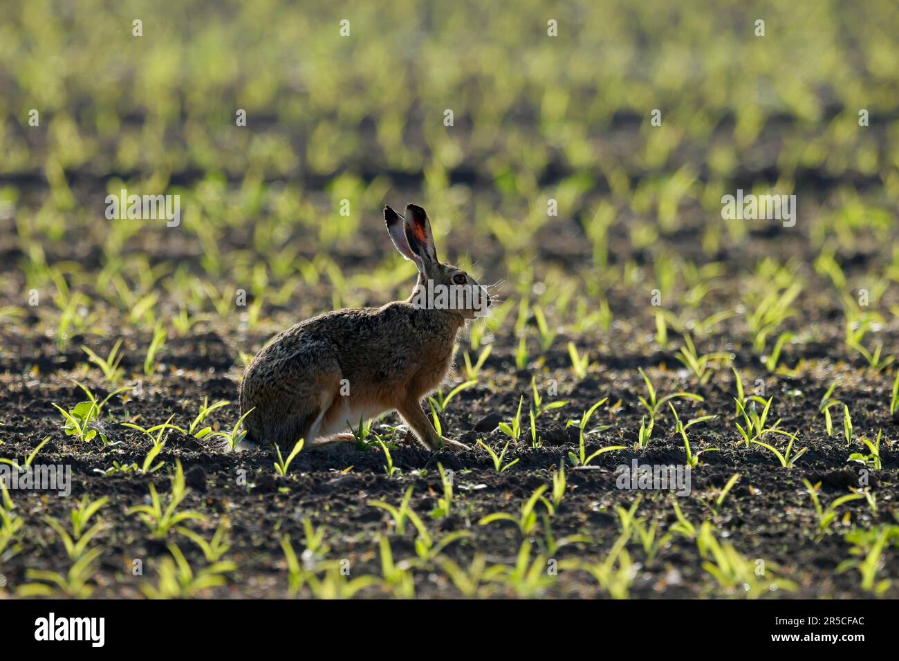 Lepre europea (Lepus europaeus) in un campo, fauna selvatica, Burgenland, Austria Foto Stock