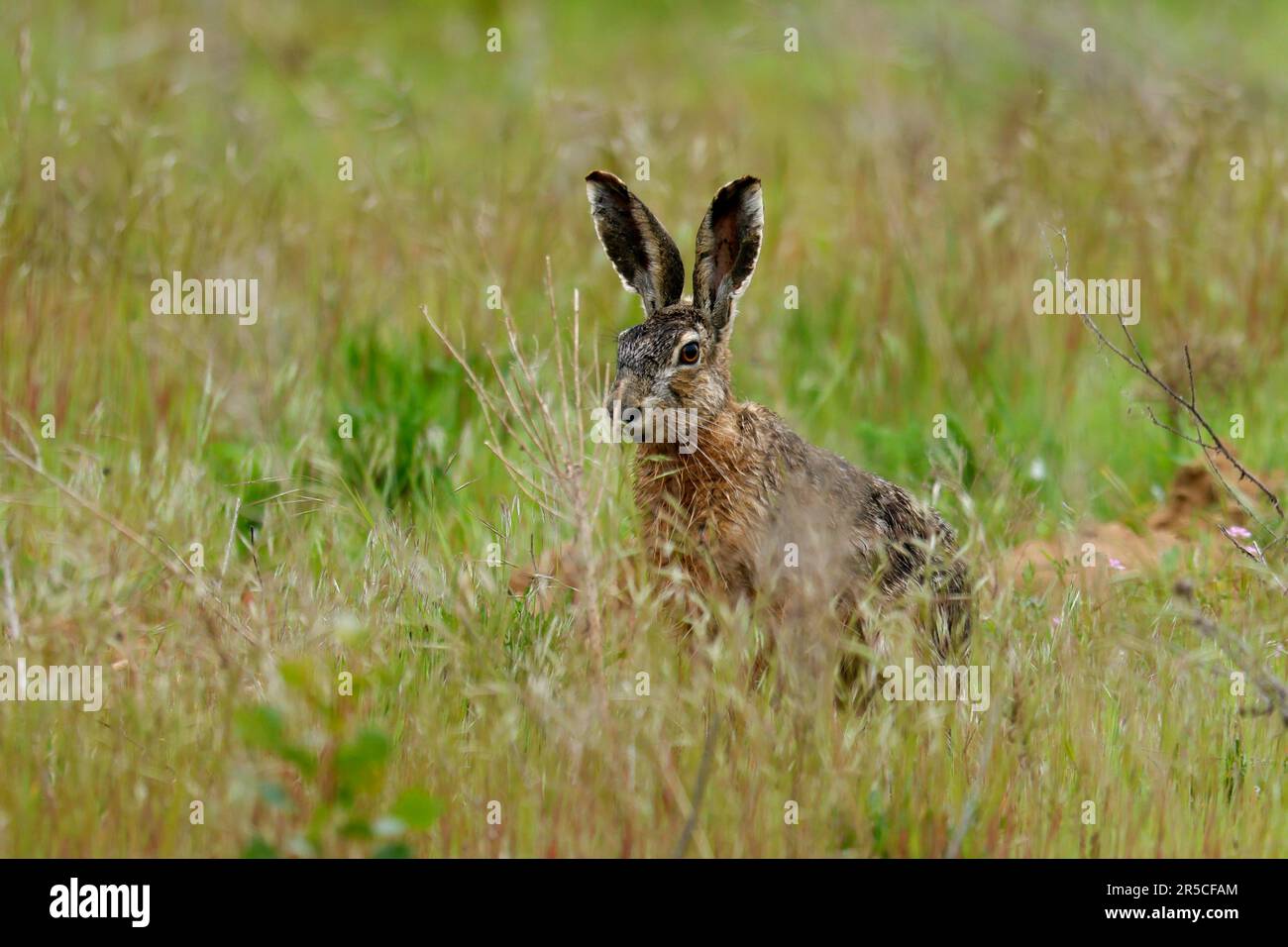 Lepre europea (Lepus europaeus) che corre su un percorso di campo, fauna selvatica, Renania-Palatinato, Germania Foto Stock