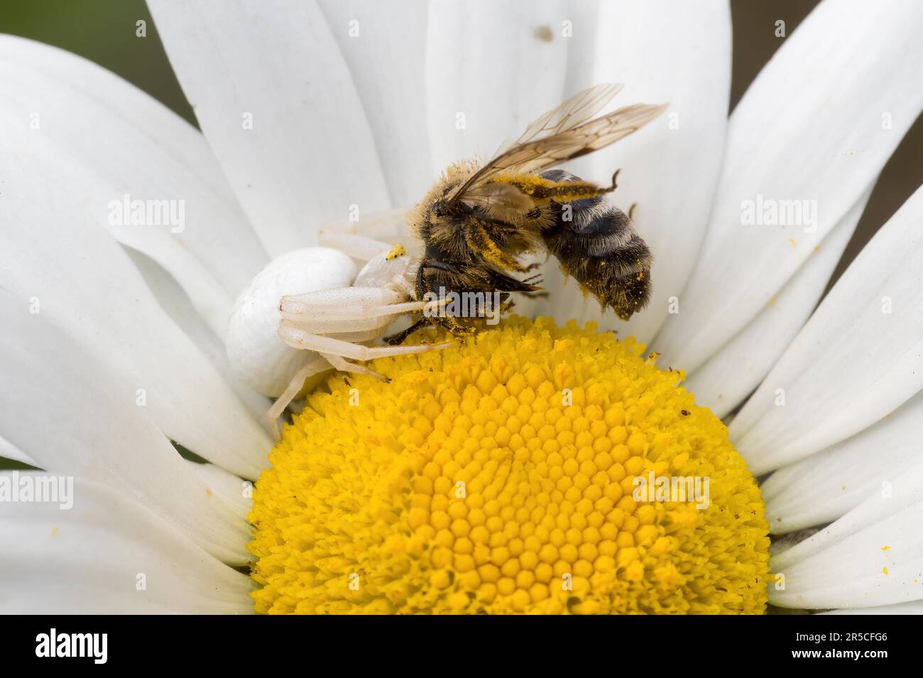 Ragno di granchio d'oro (Misumena vatia) con vittima su fiore daisy, Assia, Germania Foto Stock