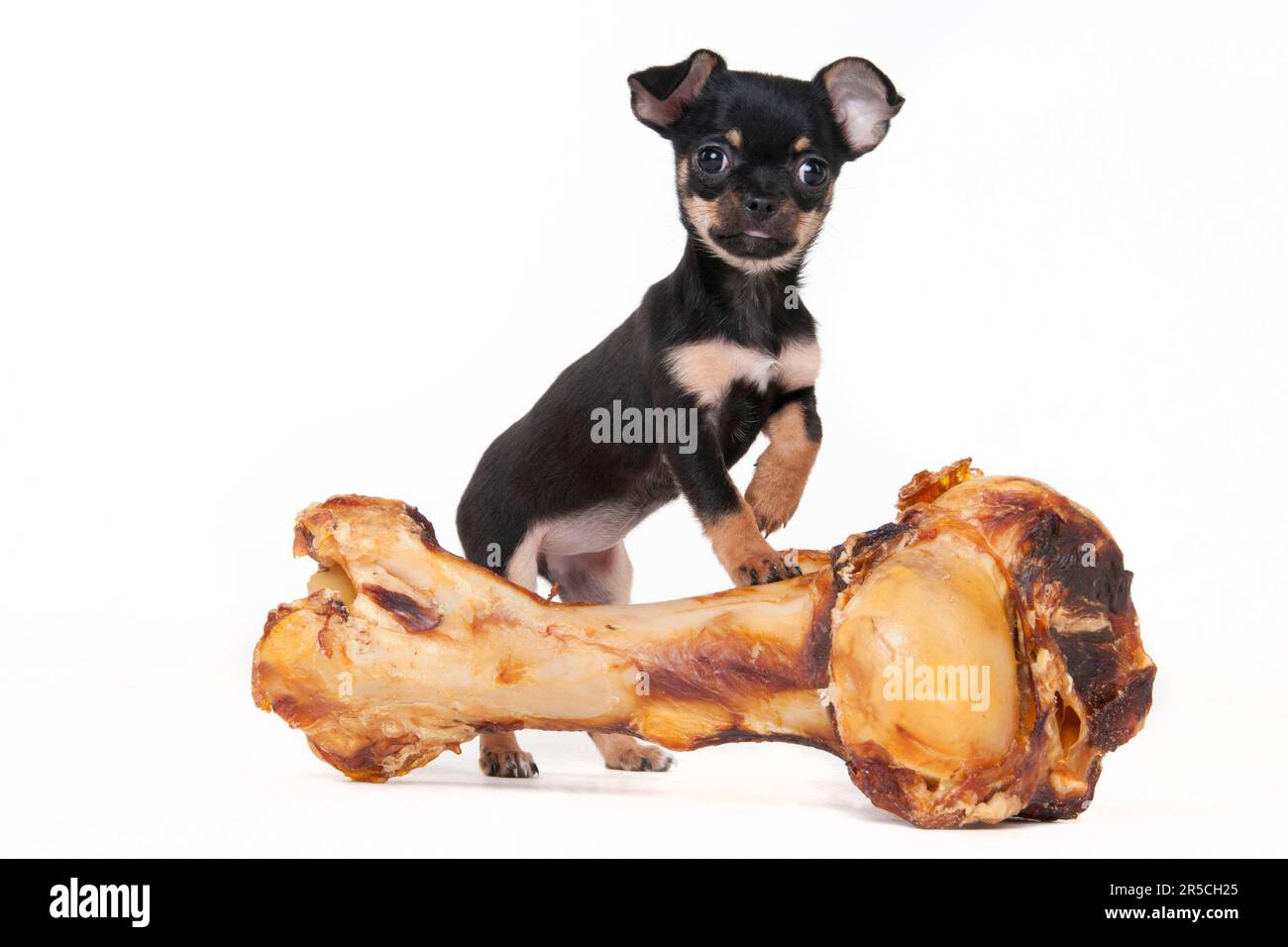 Chihuahua, capelli corti, nero-e-tan, cucciolo, 11 settimane, e osso grande Foto Stock