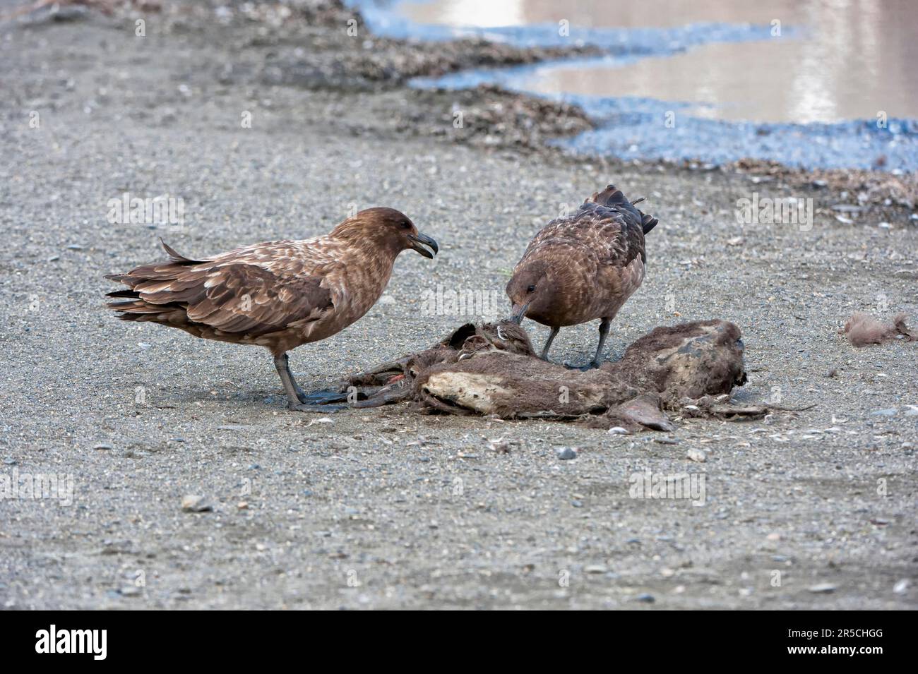 Scudi marroni su carcassa, Baia di St Andrews, Georgia del Sud (Stercorarius antartide), skua Antartica, skua Subantartica (Catharacta antartica) Foto Stock