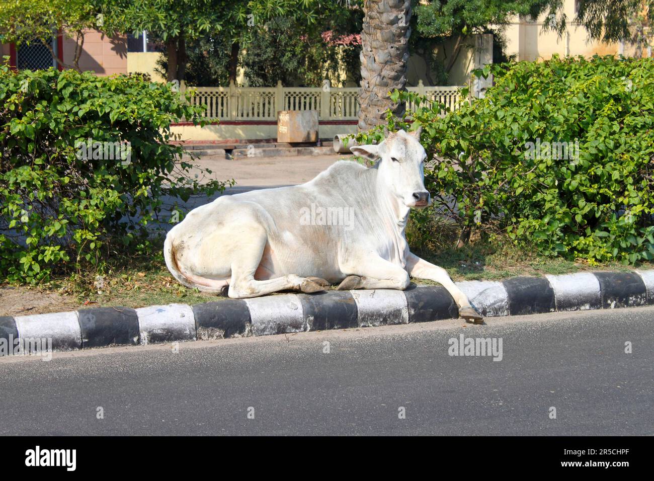 Zebra mucca, Jaipur, mucca sacra, India Foto Stock
