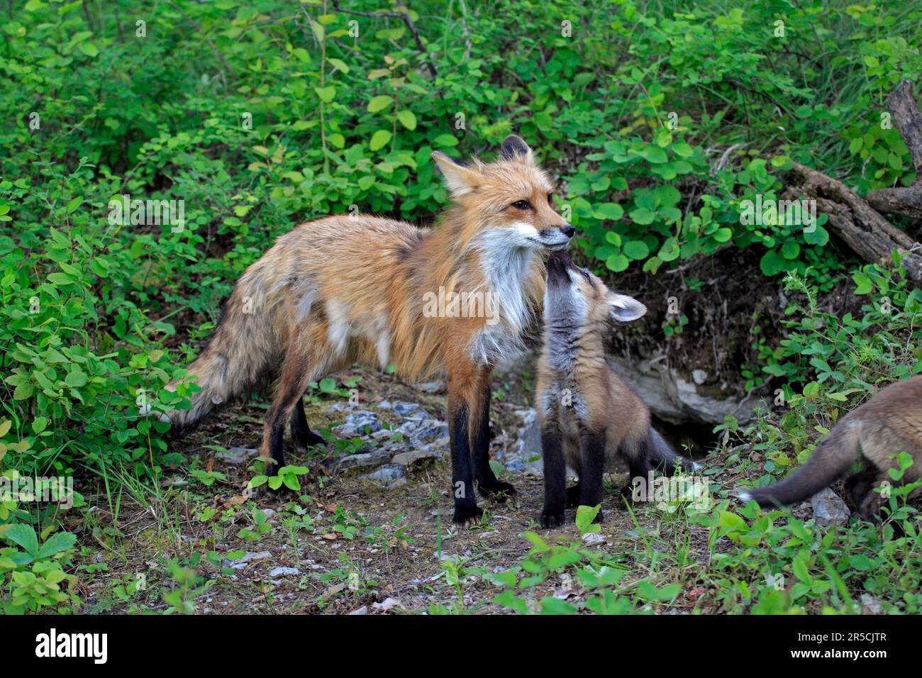 Volpe rossa americana (Vulpes vulpes fulva), femmina e giovane, 10 volpe rossa americana Foto Stock