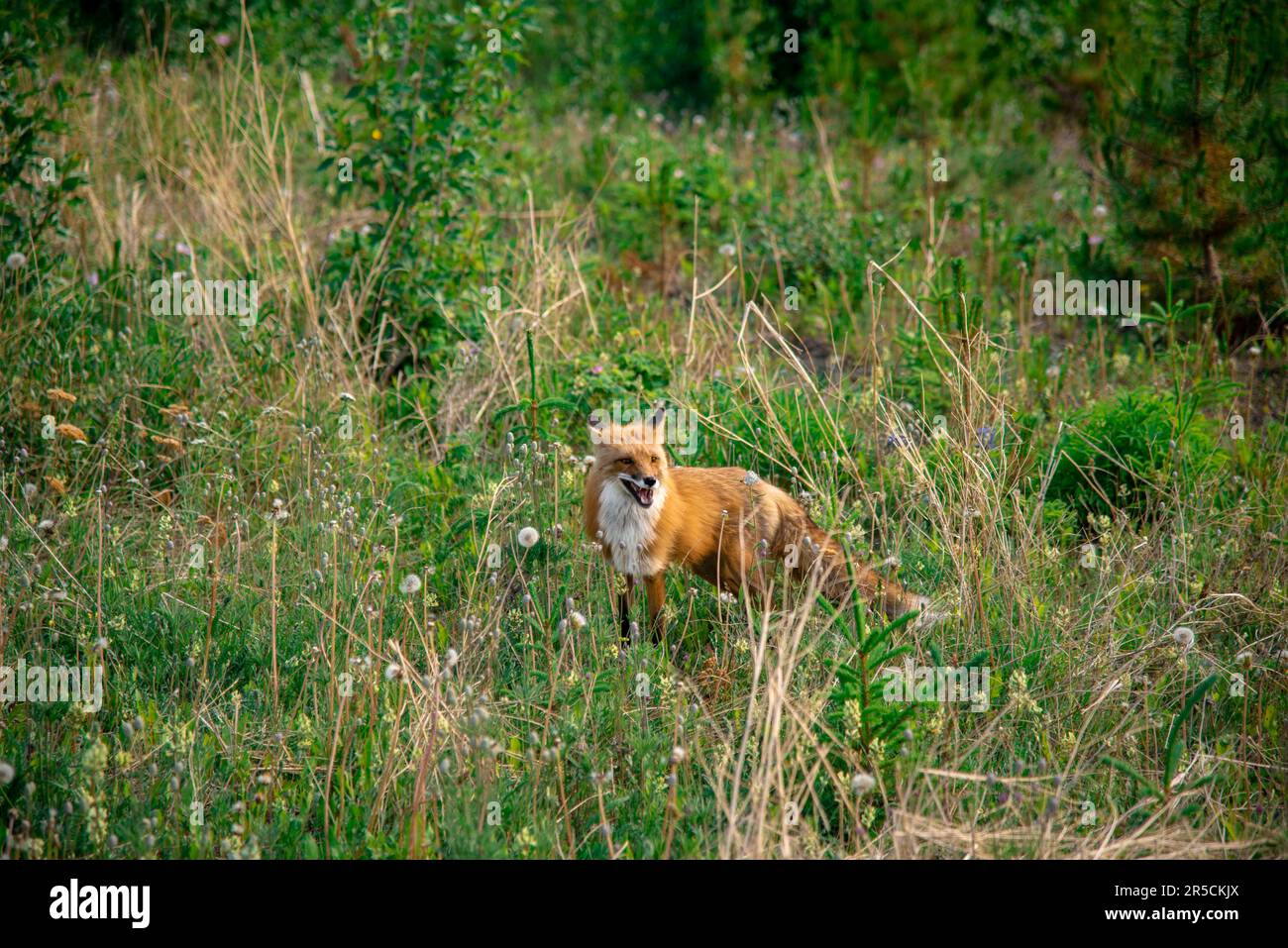 Volpe rossa selvaggia (vulpes Vulpes) vista in verde prato durante l'estate, guardando verso la fotocamera al di fuori di Whitehorse, Yukon territorio. Foto Stock