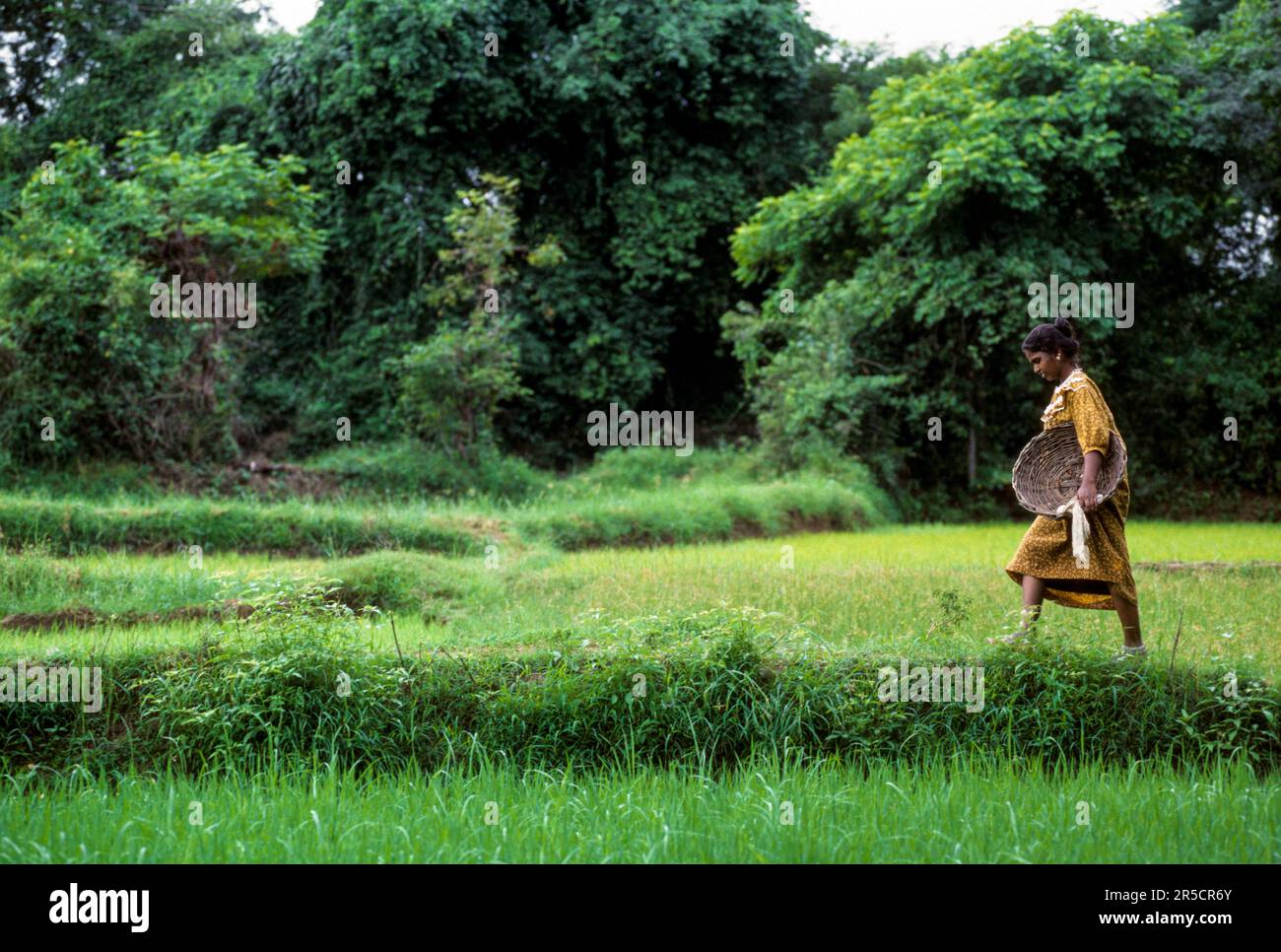 Una donna del villaggio che trasporta il cestino di sterco della mucca e camminare sulla cresta del campo del riso, Tamil Nadu, India del sud, India, Asia Foto Stock