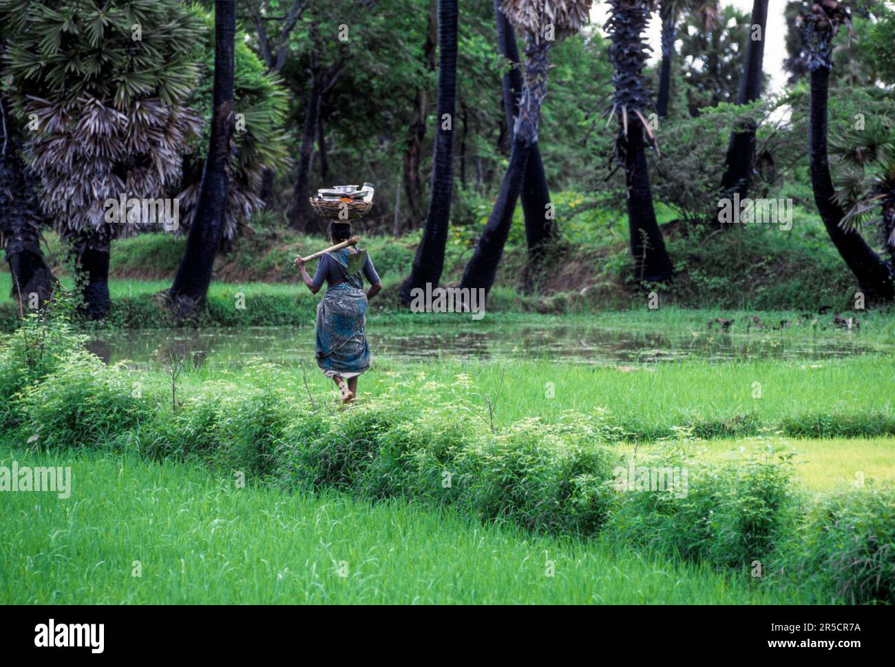 Una donna che trasporta il cestino sulla testa e la pala sulla spalla e che cammina sulla cresta del campo di riso, Tamil Nadu, India del sud, India, Asia Foto Stock