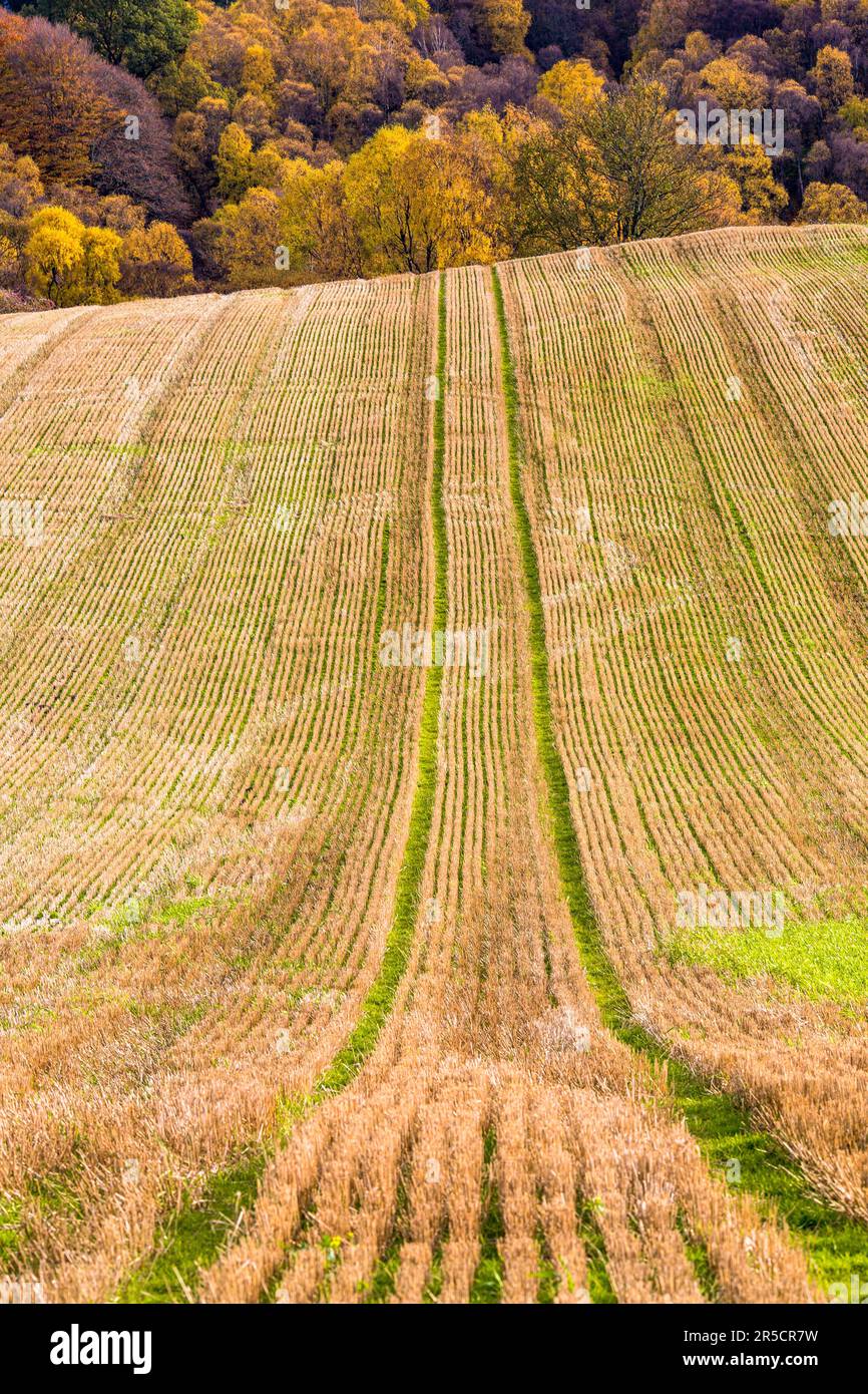 Paesaggio di campagna autunnale con campo agricolo e tracce di macchinari agricoli, Speyside, Scozia Foto Stock