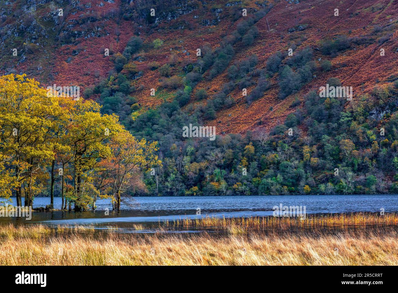 Vista autunnale, Loch Lomond, Scozia, Regno Unito Foto Stock