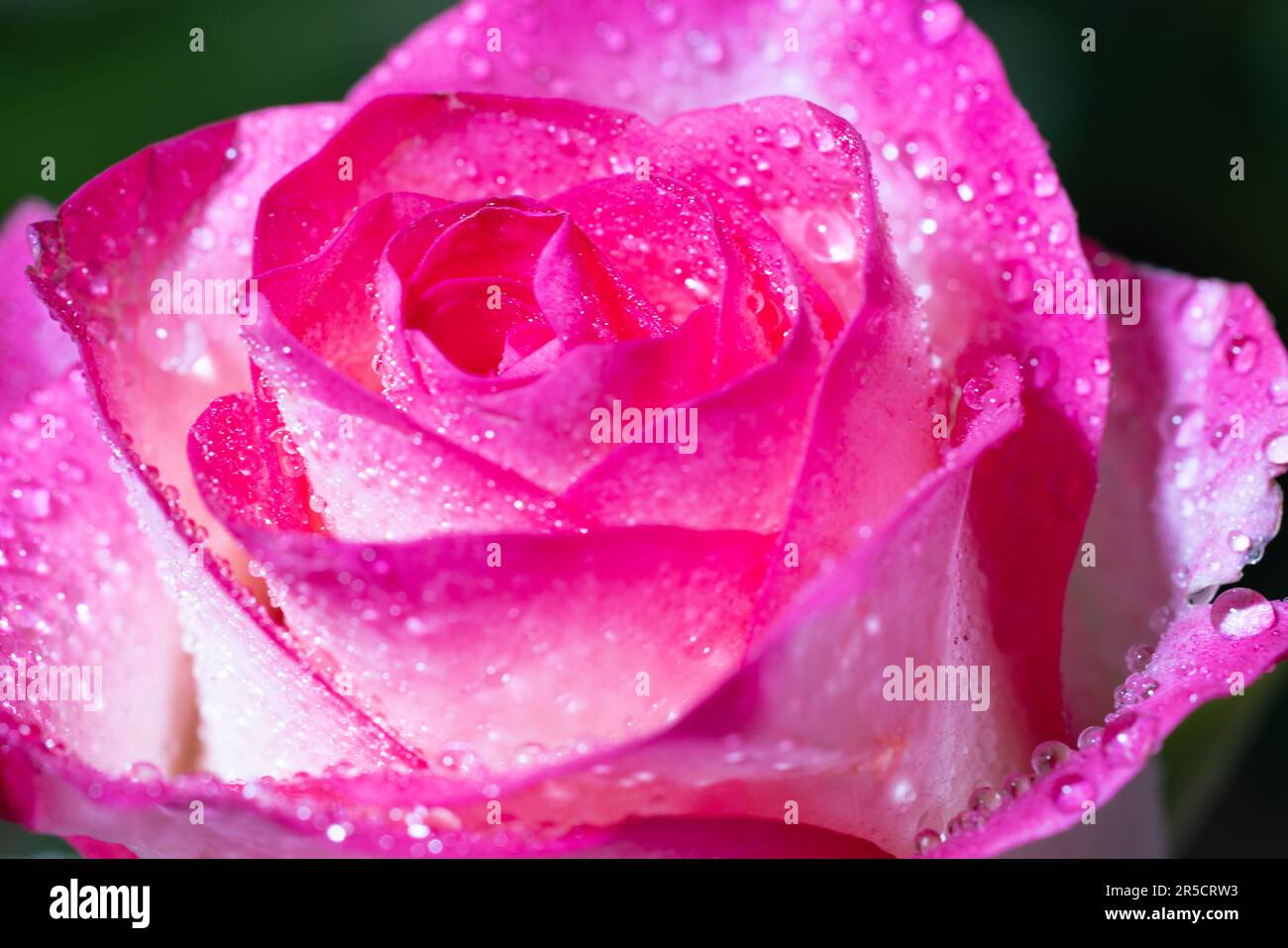 Un'elegante rappresentazione di una rosa bianco-rosa adornata con gioielli d'acqua, sussurrando racconti di grazia Foto Stock