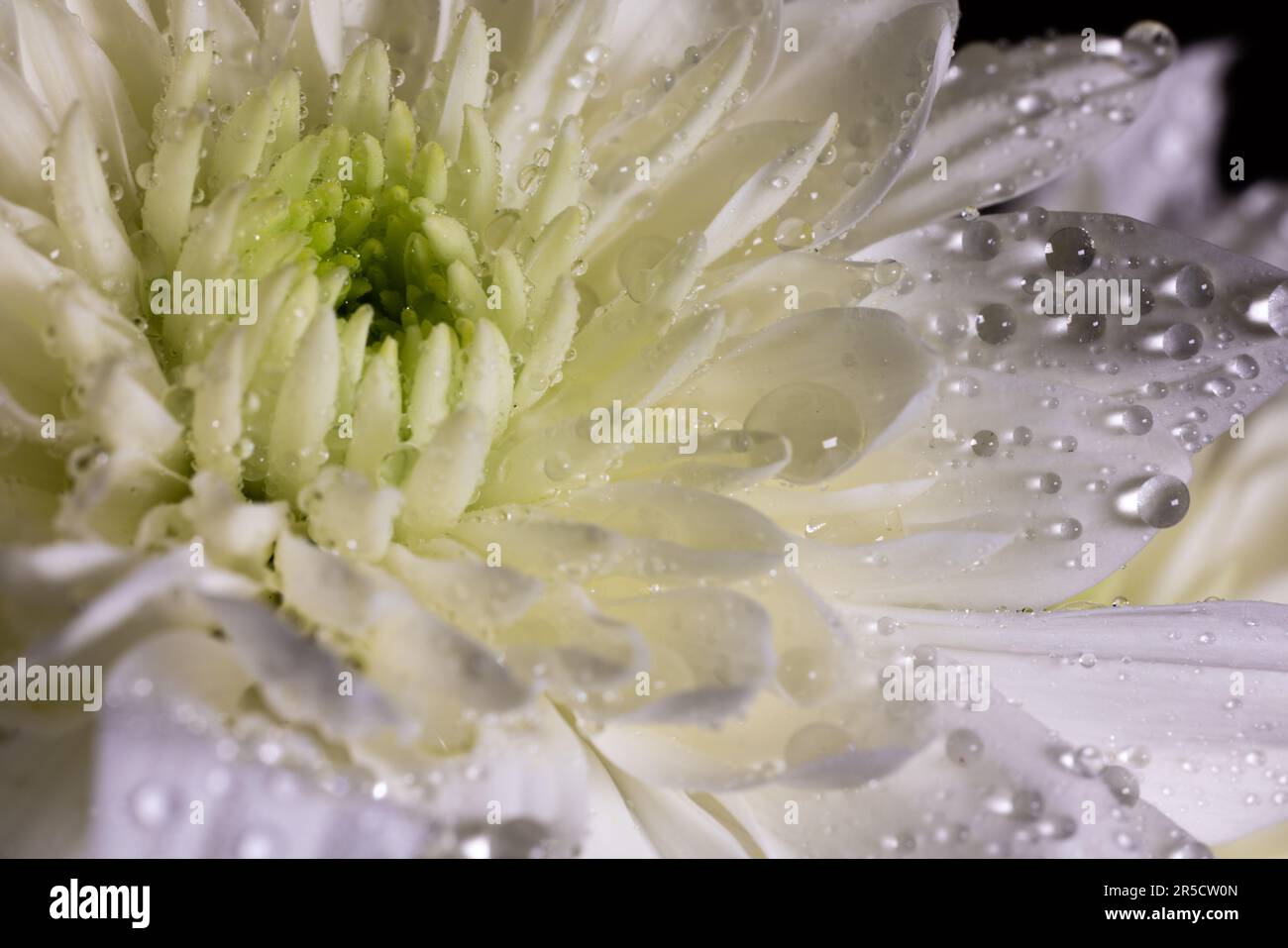 Una graziosa e dewy macro vista di una bianca fioritura di montagne russe cinesi, i suoi petali adornati con scintillanti gocce d'acqua Foto Stock