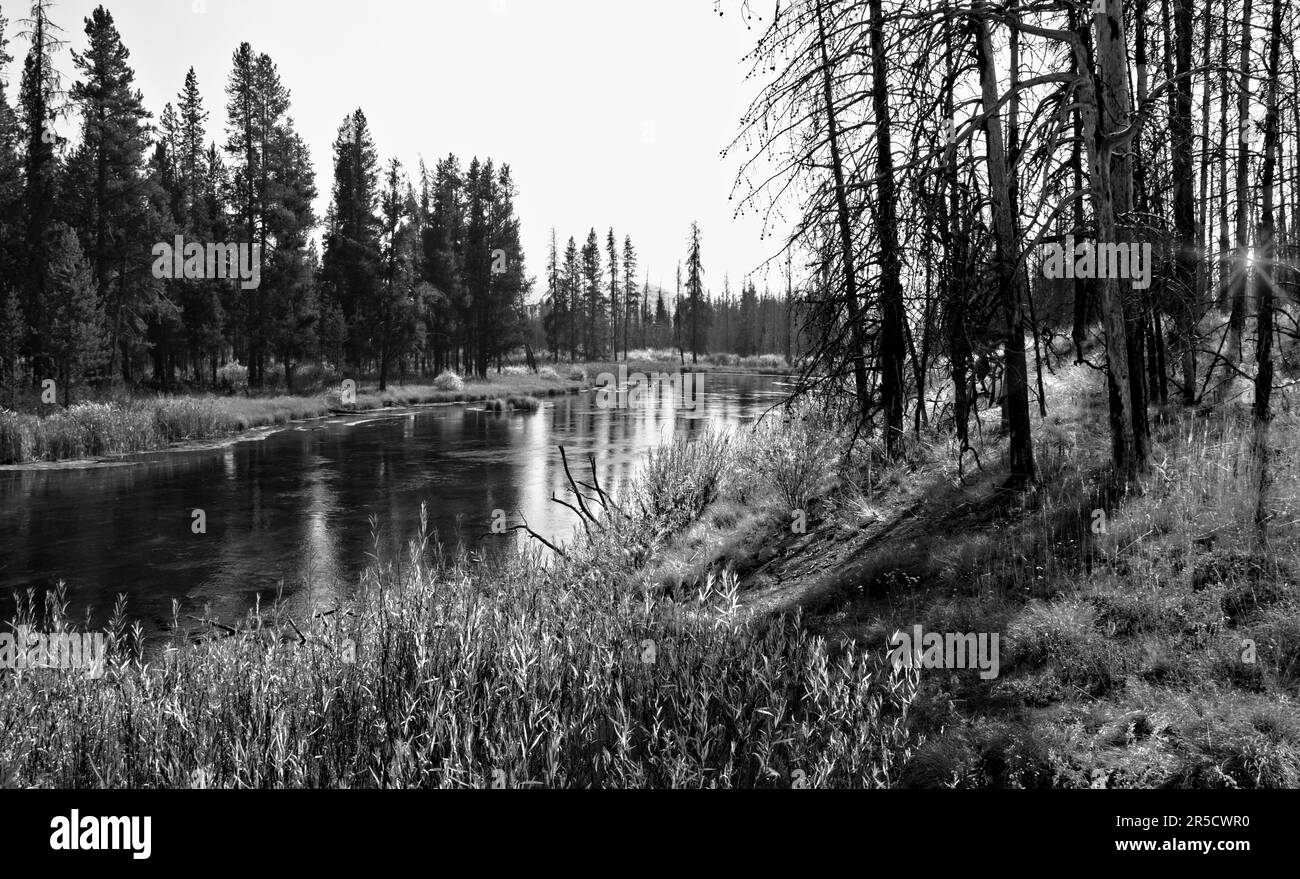 Pole Cat Creek, Yellowstone, Wyoming: Immagine in bianco e nero di Pole Cat Creek nel parco nazionale di Yellowstone, Wyoming. Foto Stock