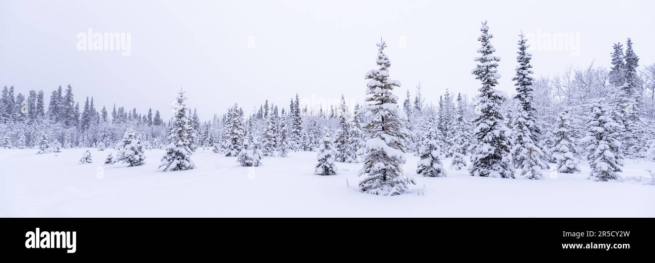 Vista panoramica del territorio dello Yukon, Canada settentrionale nella stagione invernale, con boschi di pini boreali ricoperti di neve. Foto Stock