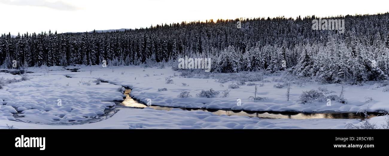 Vista panoramica del territorio dello Yukon, Canada settentrionale nella stagione invernale, con boschi di pini boreali ricoperti di neve. Foto Stock