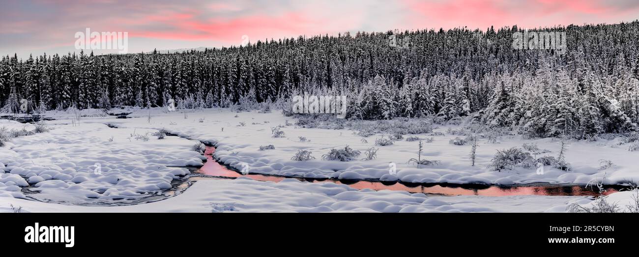 Vista panoramica del territorio dello Yukon, Canada settentrionale, all'alba invernale sulle montagne innevate, i boschi, la foresta e la natura selvaggia con blu rosa Foto Stock