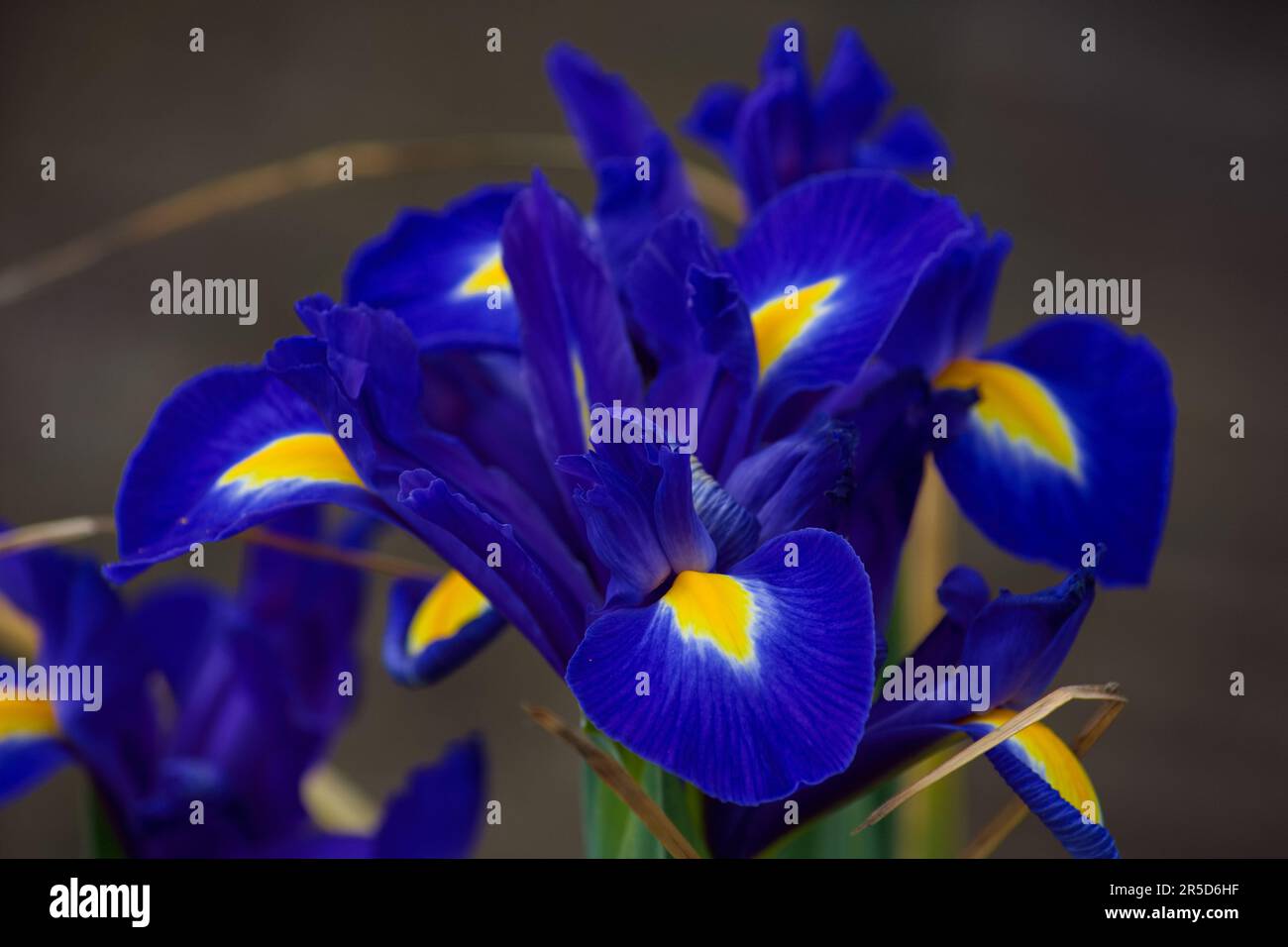 Splendidi fiori di iride blu e gialli che si erettono perfettamente sullo sfondo. Foto Stock