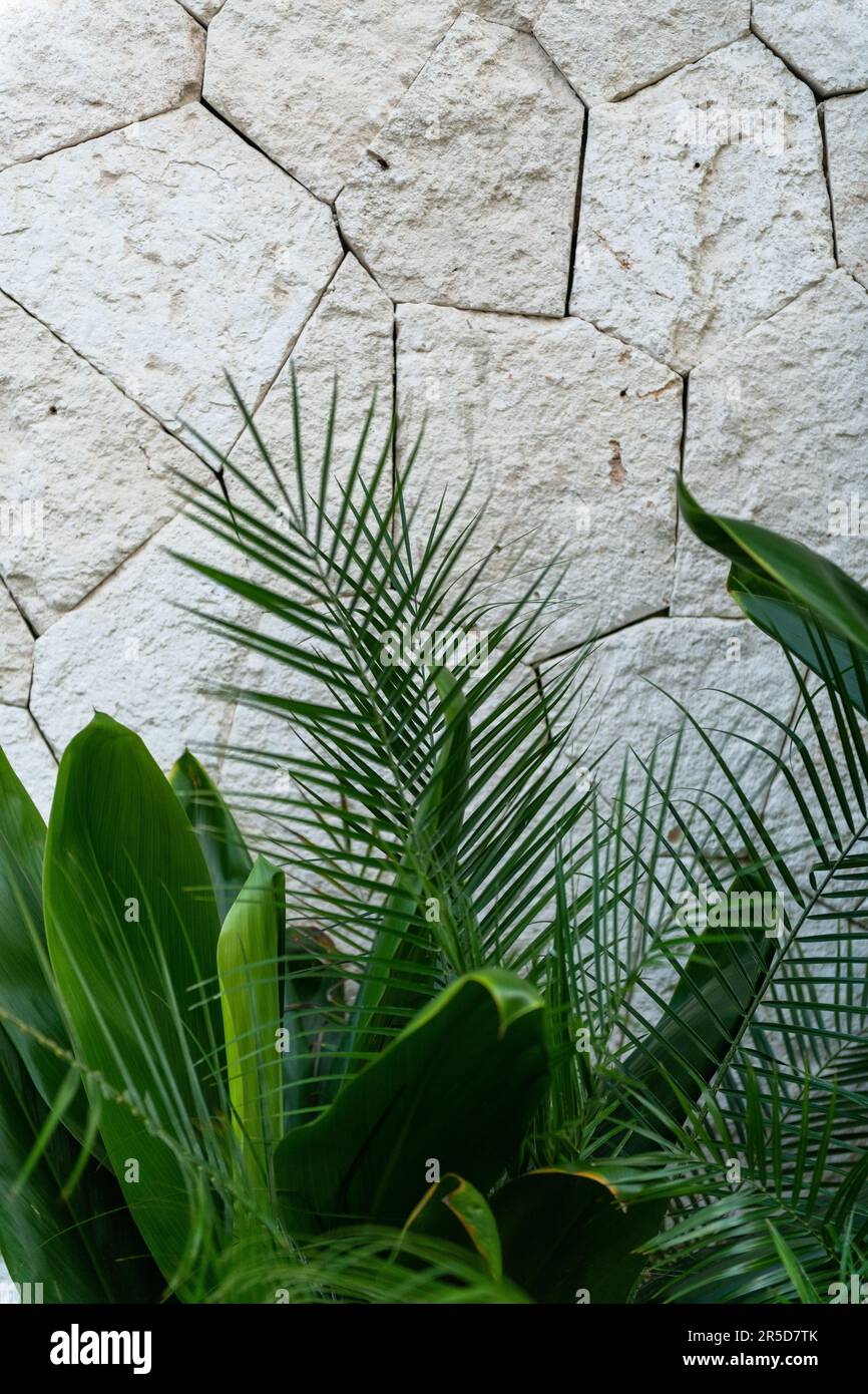 Lussureggianti foglie tropicali verdi contro un grande muro di pietra Foto Stock