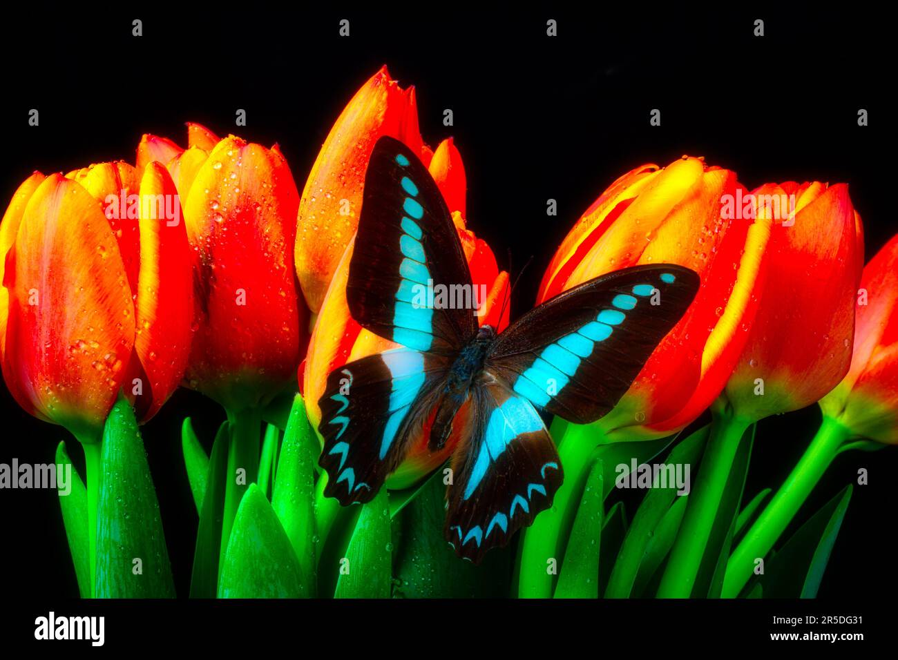 Tulipani arancioni e farfalla blu nera Foto Stock