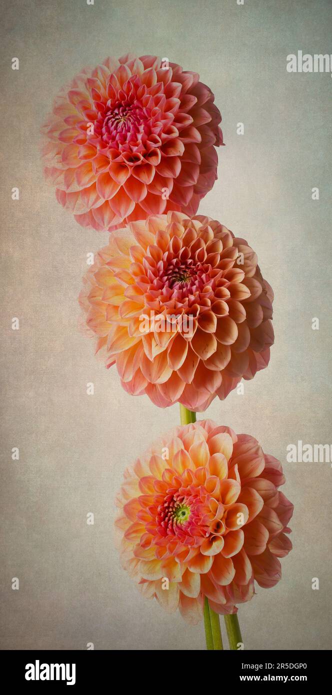 Tre Dahlias arancioni morbide Foto Stock