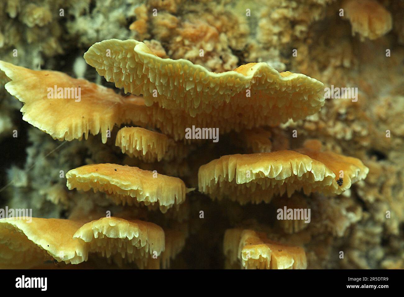 Funghi scaffali gialli (Cerrena zonata) su albero morto primo piano Foto Stock