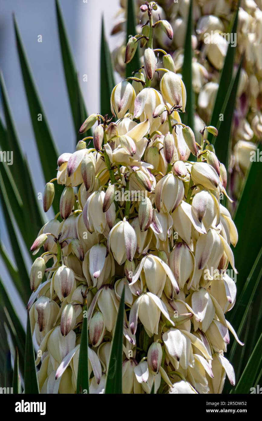 Yucca Gloriosa sempreverde succulente arbusto di cactus chiamato anche spagnolo Dagger fiori bianchi primo piano Foto Stock