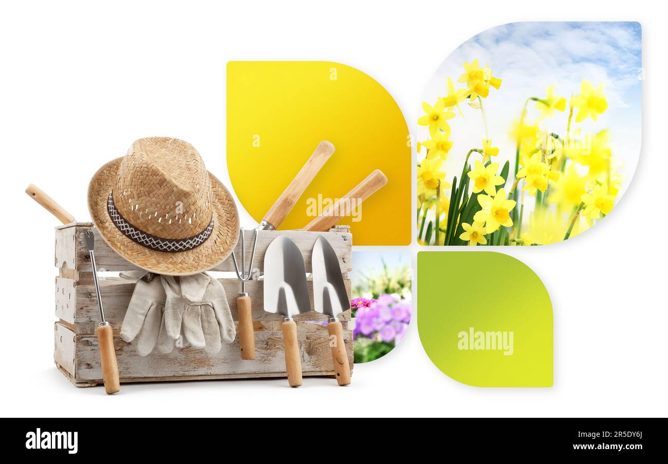 Attrezzatura per attrezzi da giardinaggio, banner con spazio copia. Cassa in legno con kit da giardino e fiori di narcisi isolati su sfondo bianco. Pubblicità per lo shopping Foto Stock