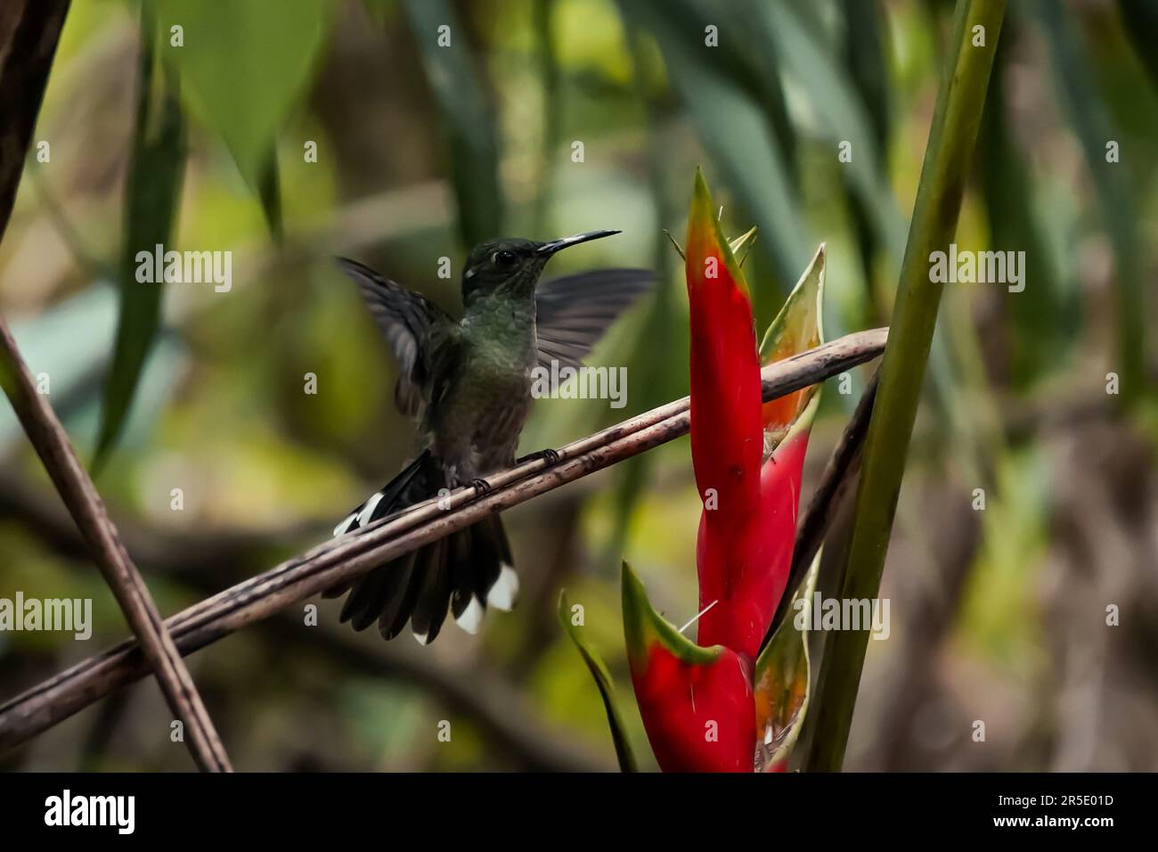Ronzio in volo atterrando su un uccello di paradiso fiore in Costa Rica Foto Stock