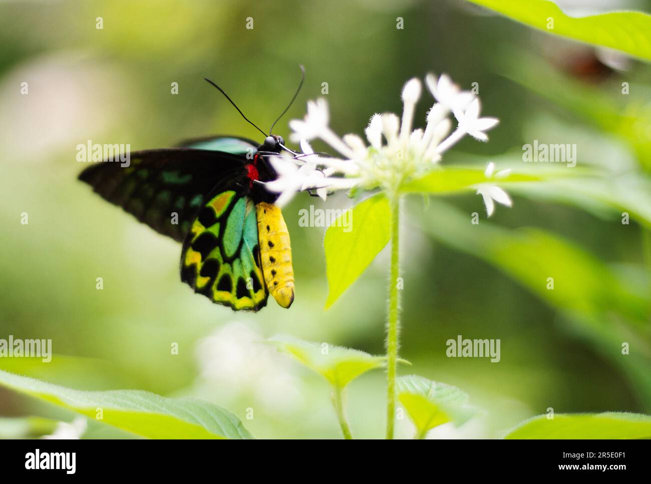 Birdwing Butterfly Foto Stock