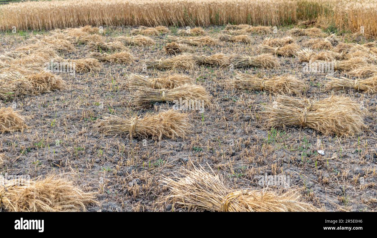 Fasci di raccolto essiccati di grano nel campo Foto Stock