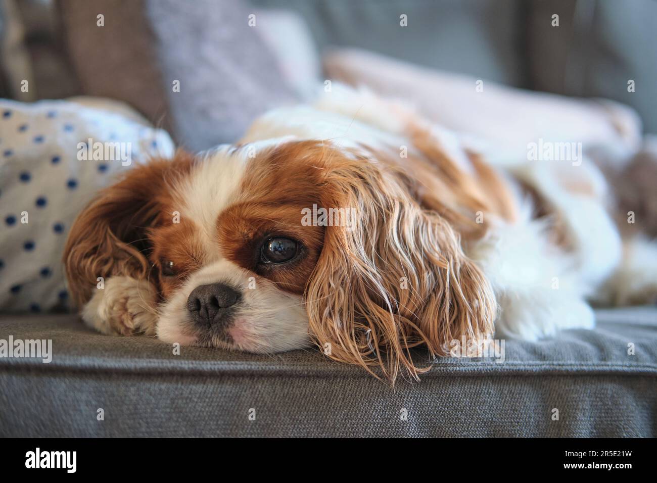 Blenheim Cavalier re Charles Spaniel lap dog. Castagno e bianco. Sdraiato sul divano. Duchess Thumb Stampa punto sulla testa. Foto Stock