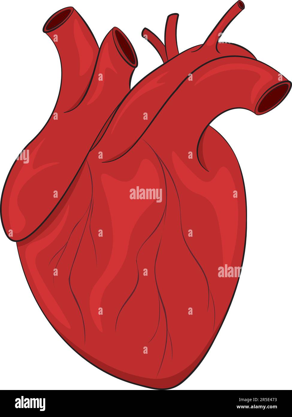 Rappresentazione realistica del vettore cardiaco umano anatomico Illustrazione Vettoriale