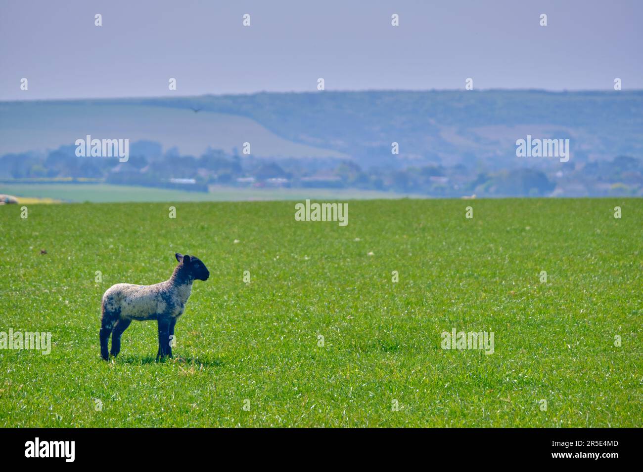 Un solo agnello pascolato in un campo con spazio per le copie Foto Stock