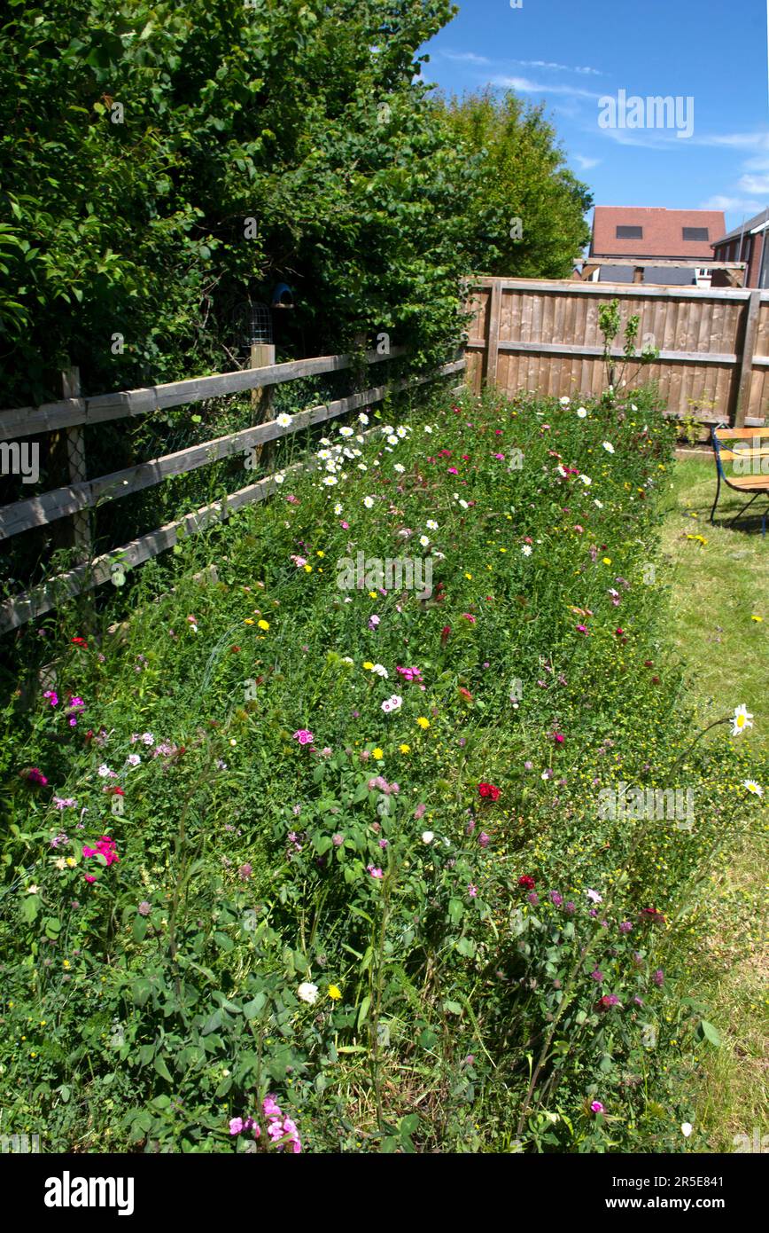Confine con fiori selvatici nel giardino suburbano, Regno Unito Foto Stock