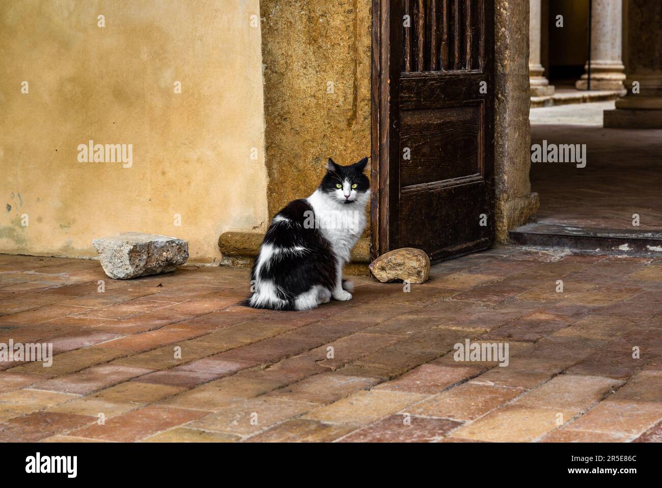 Un gatto bianco e nero per le strade di Pienza in Toscana Foto Stock