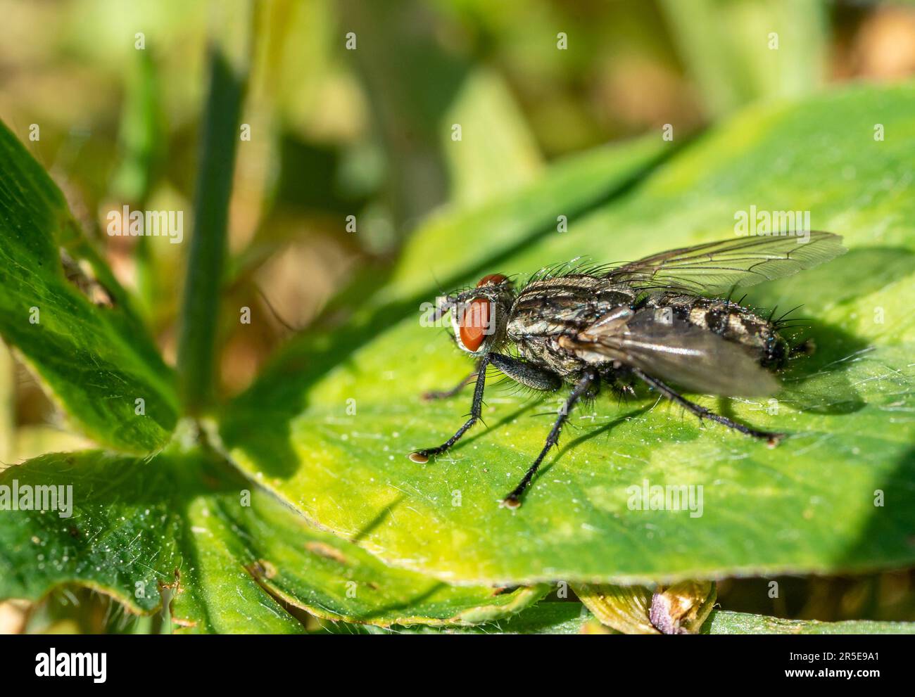 polpa volare su foglia nel giardino Foto Stock
