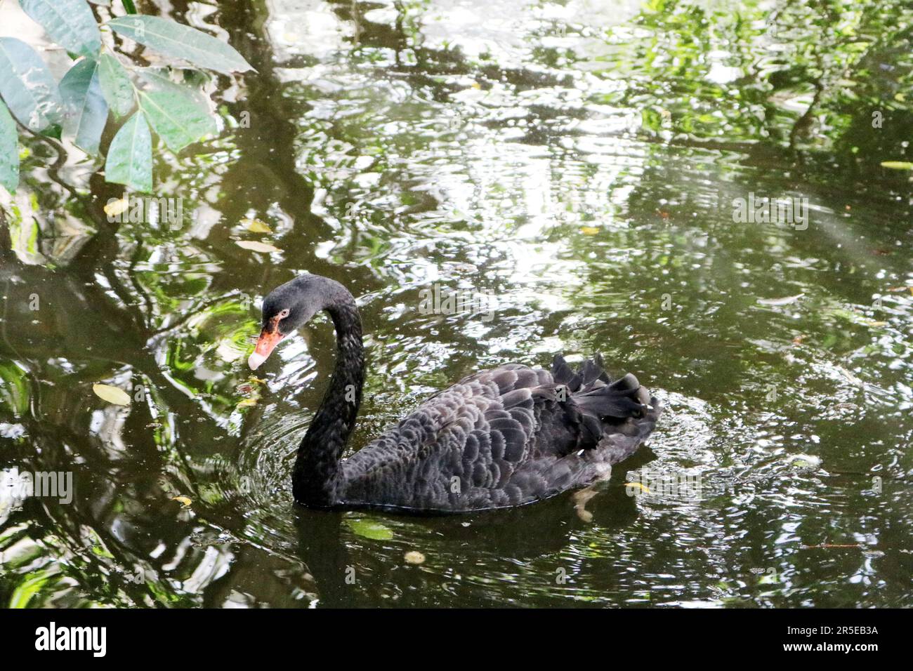 Cigno nero (Cygnus atratus) nuoto in acqua fredda : (pix Sanjiv Shukla) Foto Stock