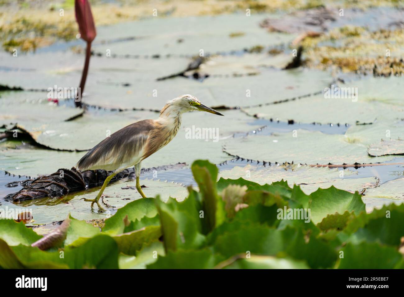 Bella Javan Pond Heron camminando sulle foglie di loto in palude. Foto Stock