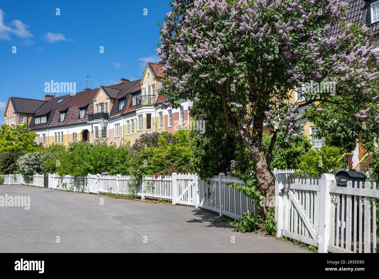 Lilac comune fiorire nei giardini delle case in stile inglese fila a sud Promenade in una giornata di sole ai primi di giugno a Norrköping. Foto Stock