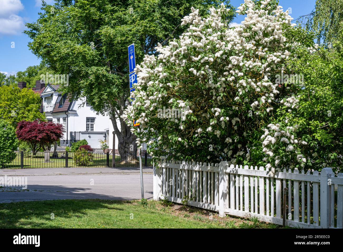 Lilac comune fiorire nei giardini delle case in stile inglese fila a sud Promenade in una giornata di sole ai primi di giugno a Norrköping. Foto Stock
