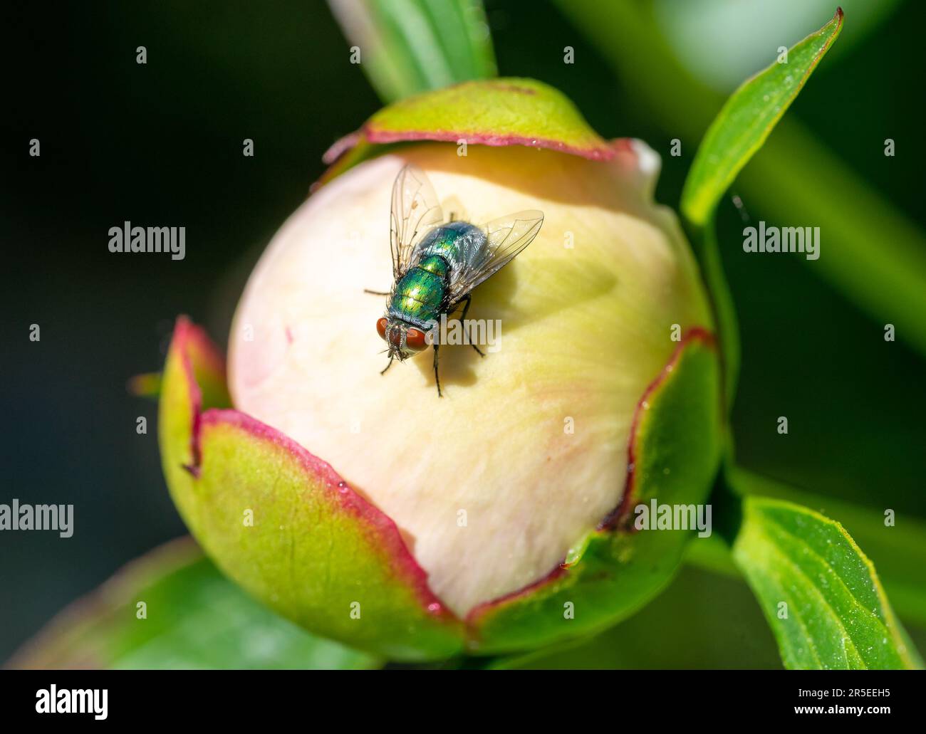 housefly isolato sul fiore Foto Stock