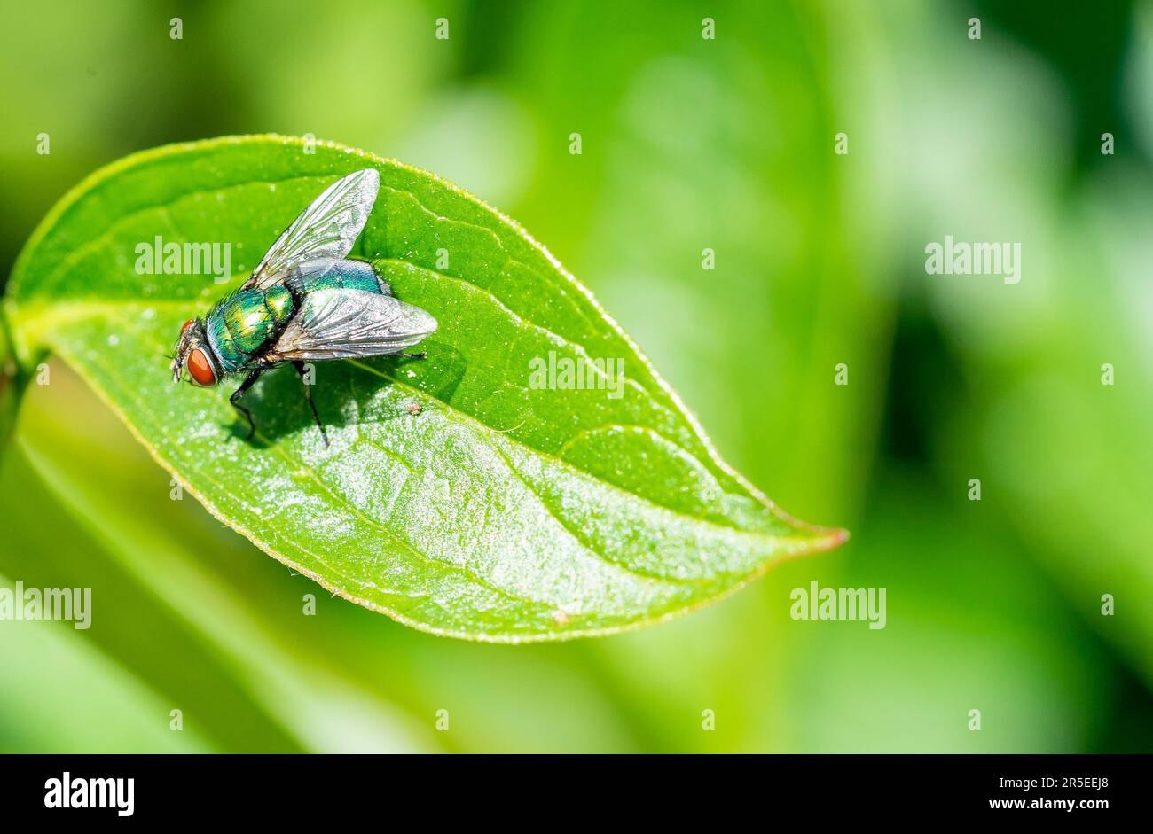 bluebottle isolato sulla foglia Foto Stock