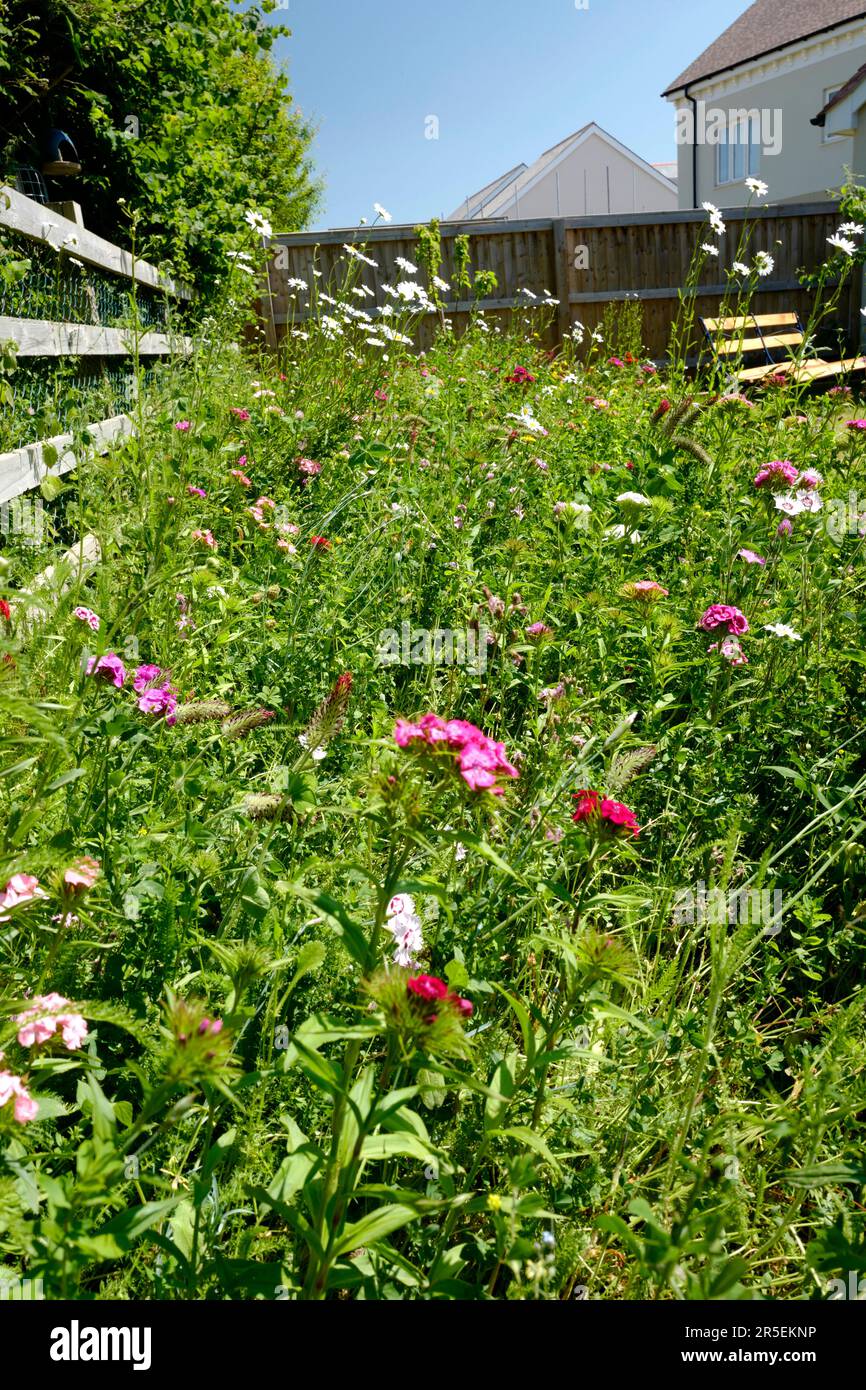 Confine con fiori selvatici nel giardino suburbano, Regno Unito Foto Stock