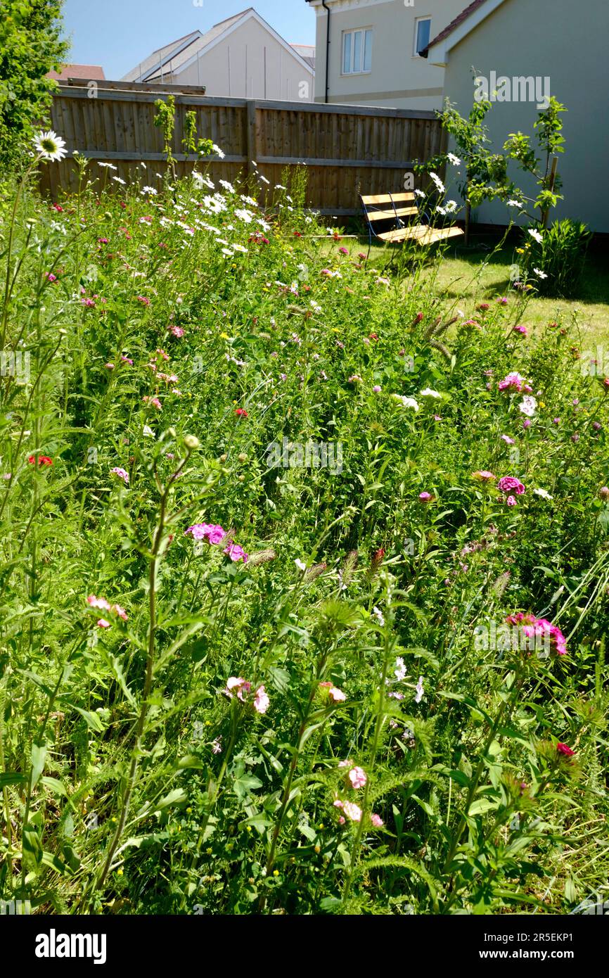 Confine con fiori selvatici nel giardino suburbano, Regno Unito Foto Stock