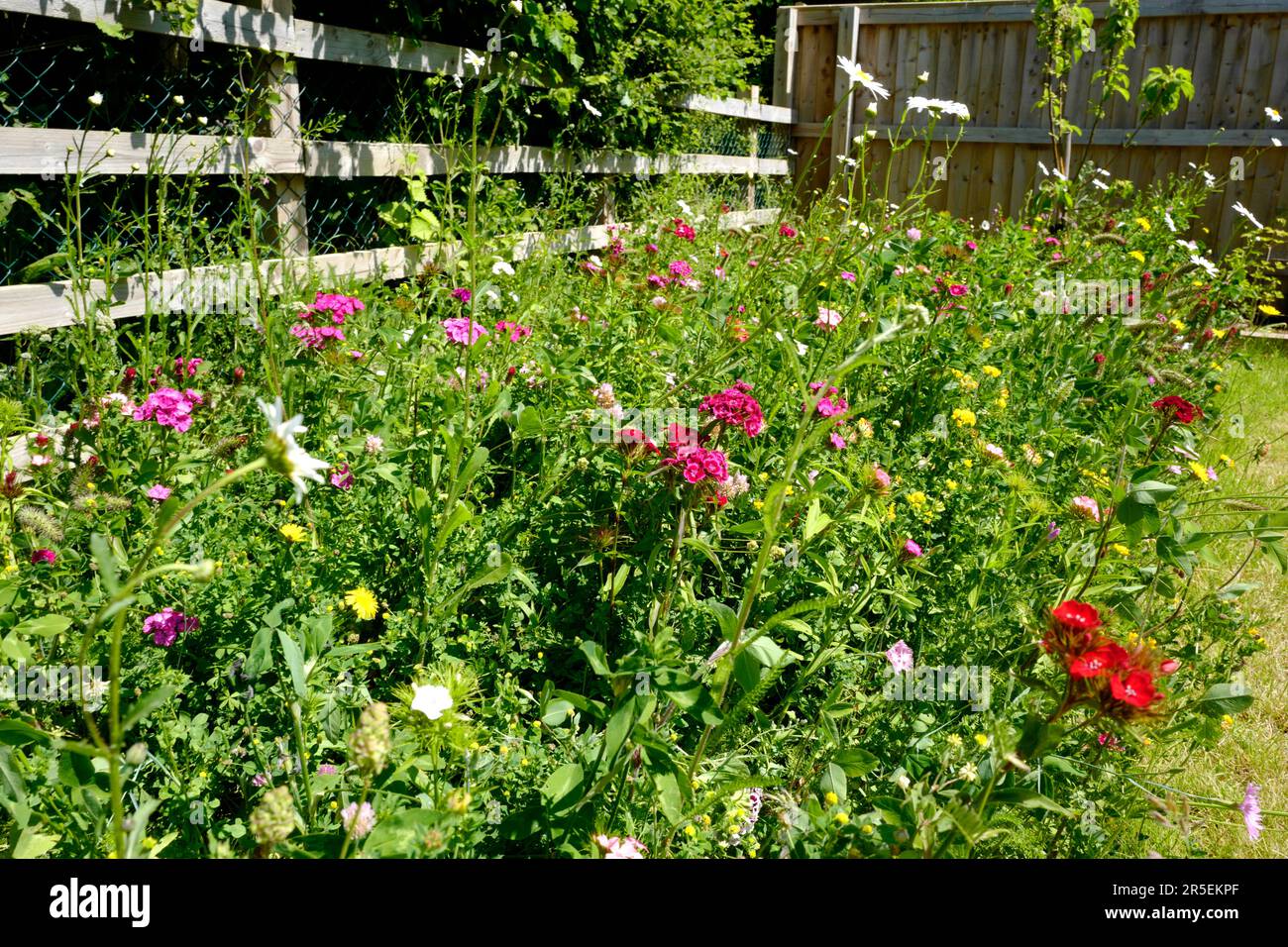 Confine con fiori selvatici nel giardino suburbano, Regno Unito Foto Stock