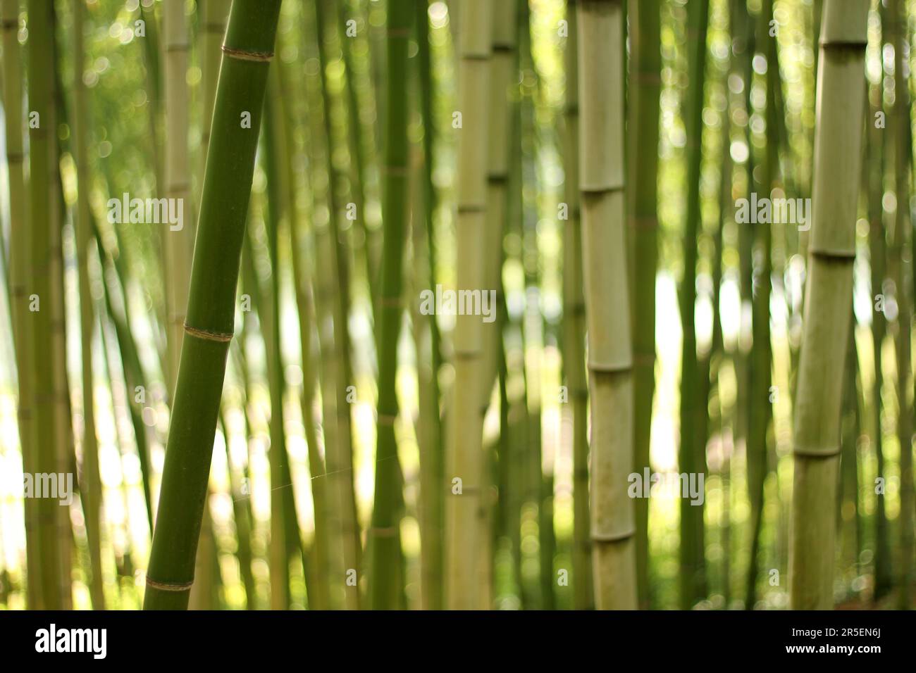 Parco primaverile scenario con bambù e rose e strada a Namgang, Jinju città, Corea del Sud Foto Stock