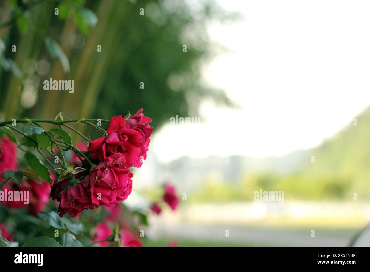 Parco primaverile scenario con bambù e rose e strada a Namgang, Jinju città, Corea del Sud Foto Stock