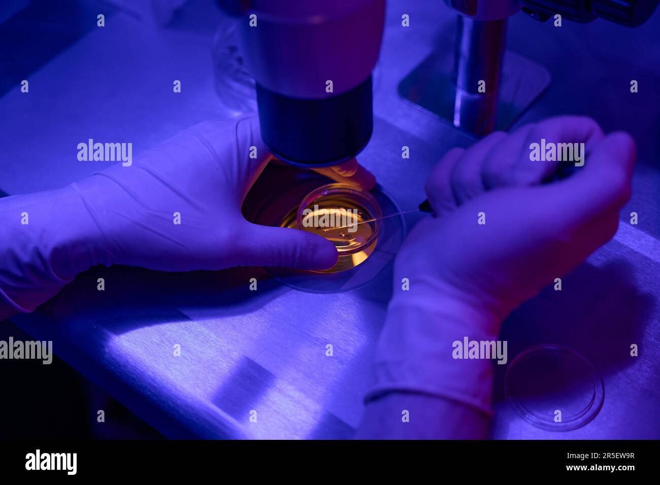 Operatore di laboratorio di riproductologia che preleva un campione da embrioni Foto Stock