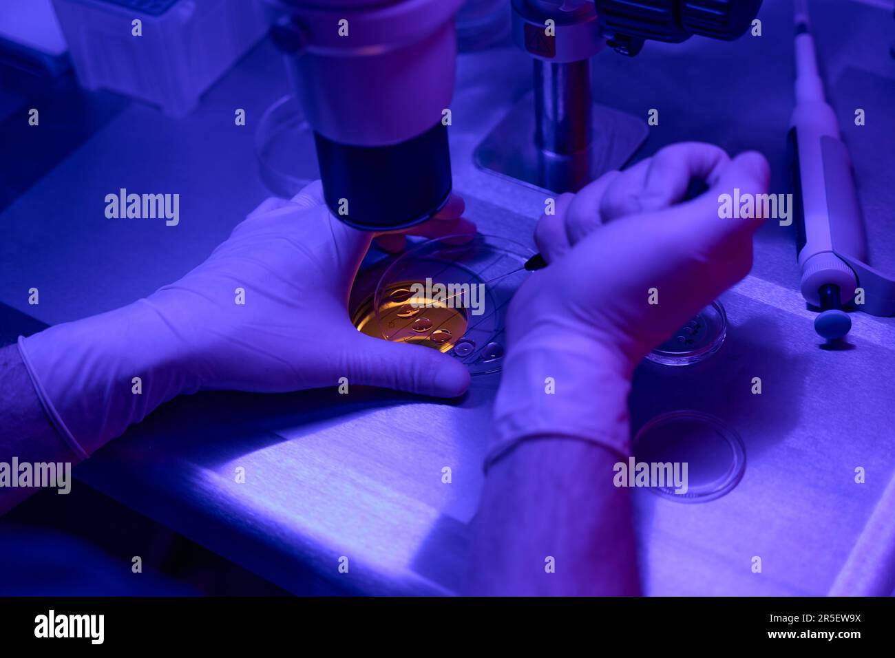 Un lavorante maschio che esegue la biopsia agli embrioni in una capsula per colture cellulari Foto Stock