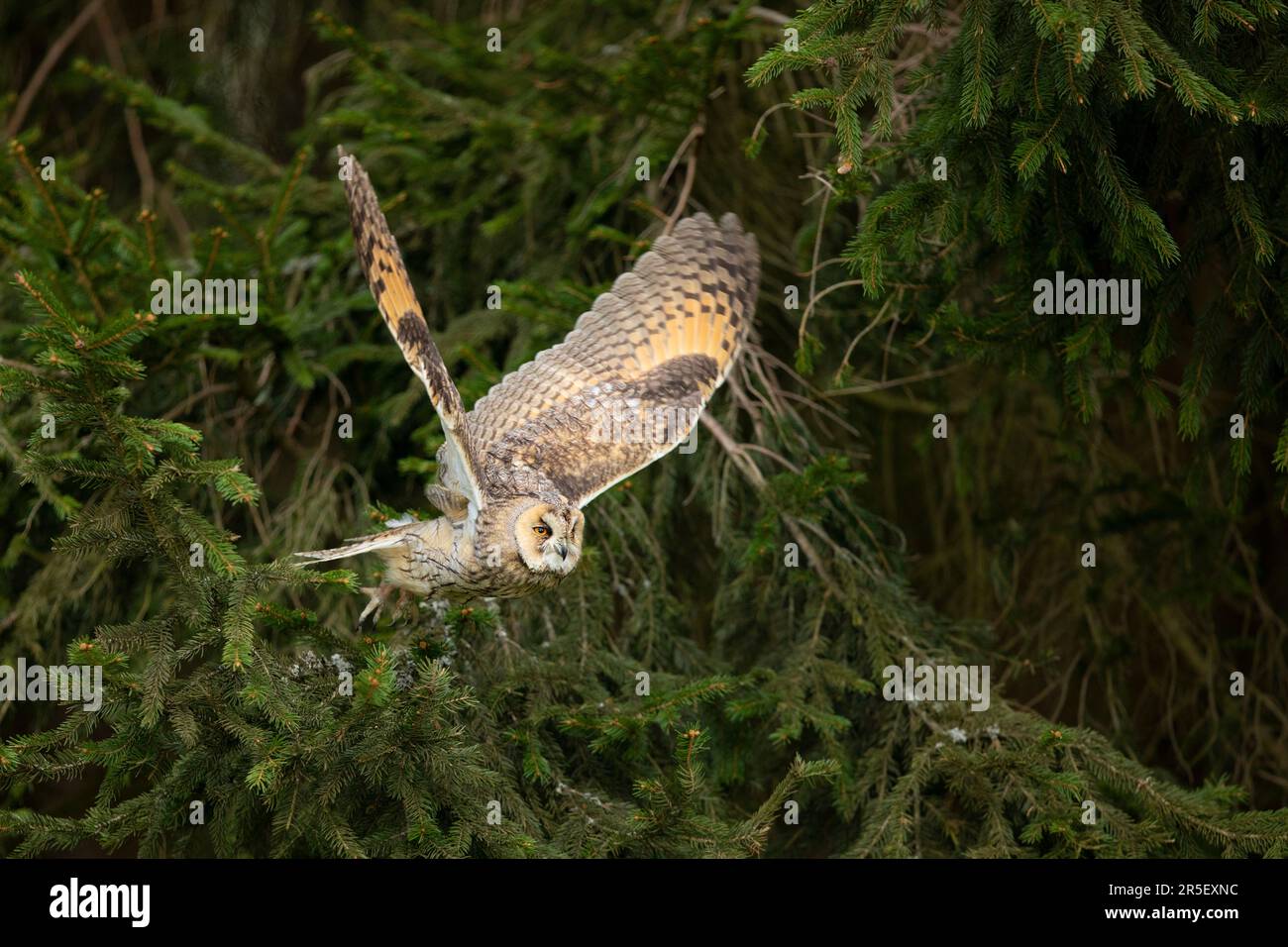 Gufo dalle orecchie lunghe con luce di fondo in piuma. ASIO otus. Breve tempo con posizione delle ali congelate. Fauna selvatica scena dalla natura Foto Stock