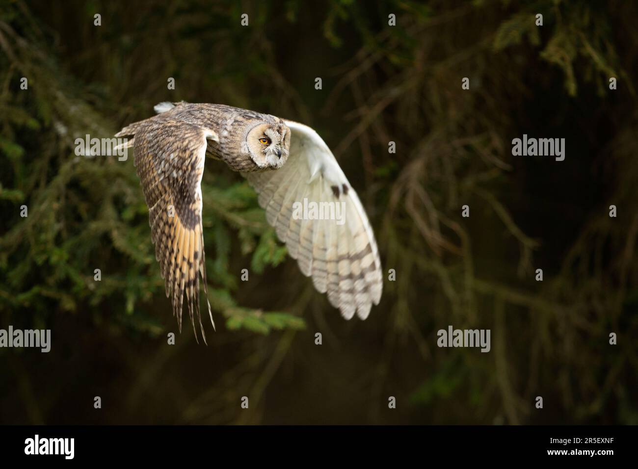 Gufo dalle orecchie lunghe con luce di fondo in piuma. ASIO otus. Breve tempo con posizione delle ali congelate. Fauna selvatica scena dalla natura Foto Stock